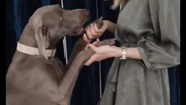 dancing dog #shorts