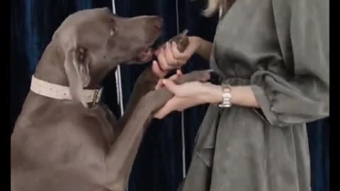 dancing dog #shorts
