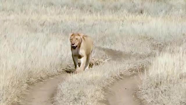 Cute baby lion(Cubs)