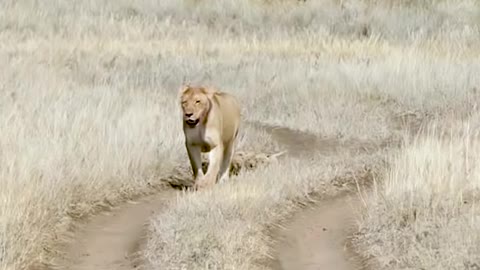 Cute baby lion(Cubs)