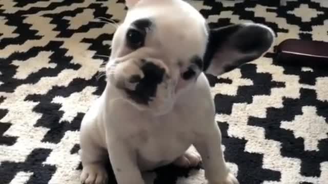 Funny Little Animals