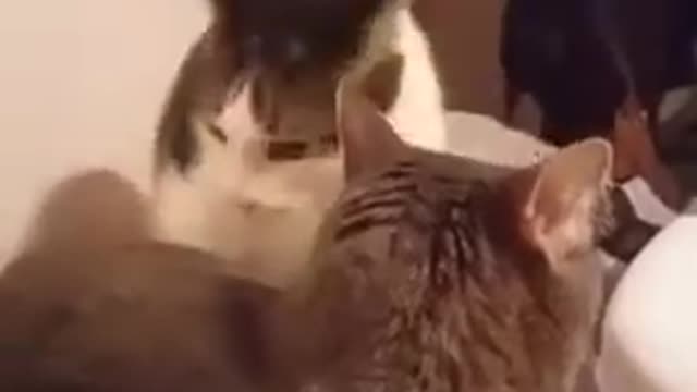 Cat bites butt