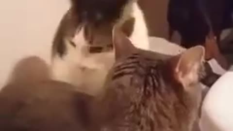 Cat bites butt