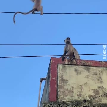 WATCH : Mama Monkey Saves Her Baby's LIFE! ❤