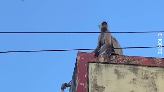 WATCH : Mama Monkey Saves Her Baby's LIFE! ❤