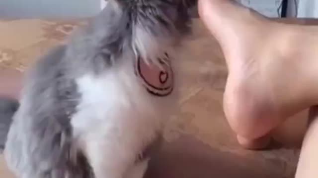 Funniest Cats and Dogs 🐱🐶 video Part 1