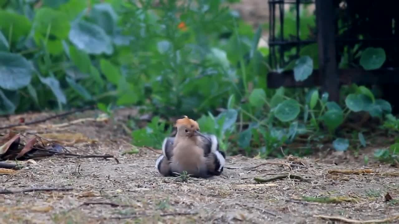 Hoopoe Bird Facts