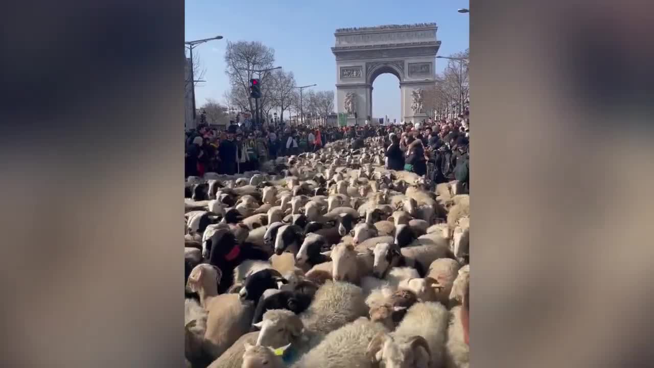 Herd of 2,000 sheep take over Champs-Élysées during agricultural parade