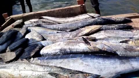 Big Fish Catching || Amazing GholFish || Deep sea in Gujarat fishing Boat ||-8