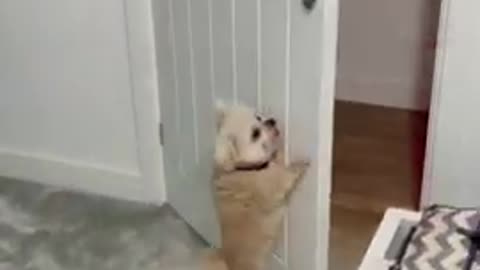 Dog closing the door