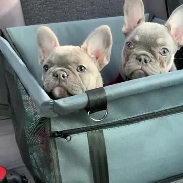Cute frenchbulldogs have a good time together
