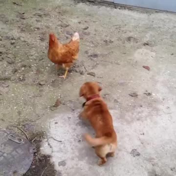 Puppies play with chickens