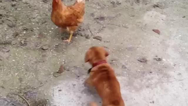 Puppies play with chickens