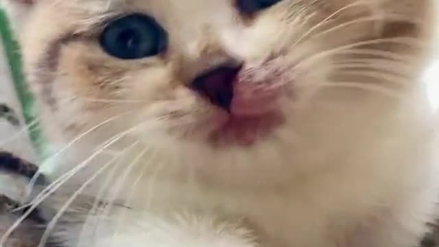 Lovely and Cute Cat Videos 2022