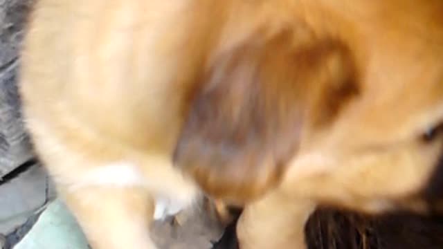 cute puppy sitting under a bath