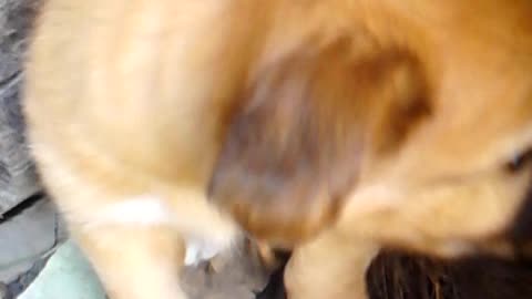 cute puppy sitting under a bath