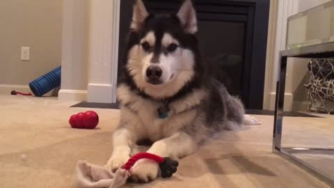 Husky se enoja cuando su dueño no juega con él