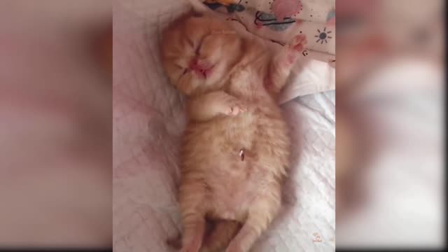 Baby Cats - Cute and Funny Cat Videos Compilation # 5