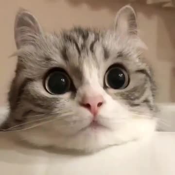 What would be the caption for this cute face kitten