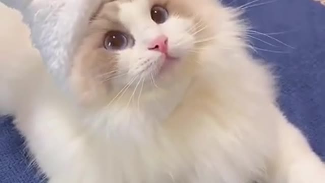 How Cute This Beautifull Kitten Cat | Funny Cute Cats Videos