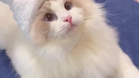 How Cute This Beautifull Kitten Cat | Funny Cute Cats Videos