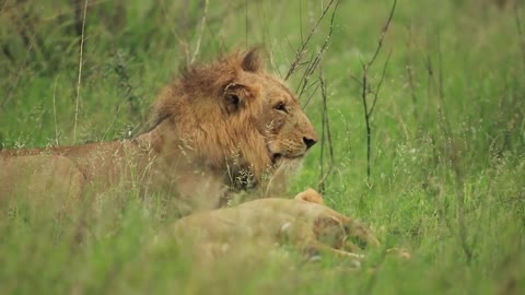 Male Lion Animal Videos