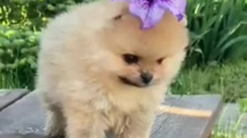 Baby Dog Video Funny Baby 🐕 Dogs Videos