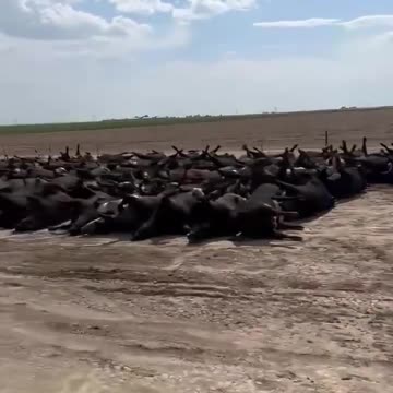 Who is Killing HERDS of Cows? Green New Deal? This is Sickening