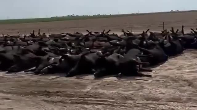 Who is Killing HERDS of Cows? Green New Deal? This is Sickening
