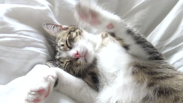 Rudolph Is a Lazy Little Cat