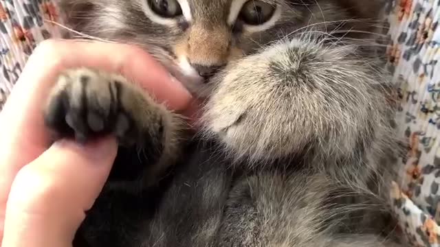 Cute Cats Beautiful Movement Cats