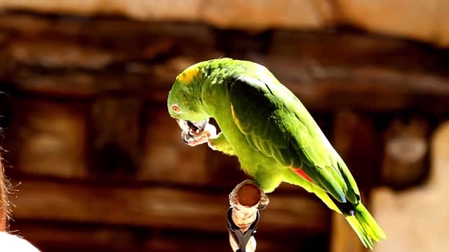 Singing Smart Parrots