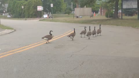 Duck Crossing in North Jersey