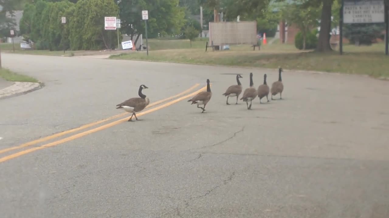 Duck Crossing in North Jersey