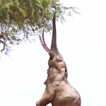 Embrace the Trunk-tastic Trend of Snagging Leaves in Style!"