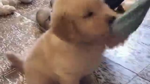 Look how happy this little guy is.