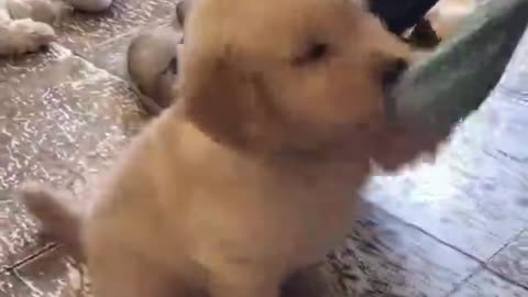 Look how happy this little guy is.