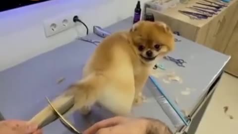 New dog tail hairstyle cutting