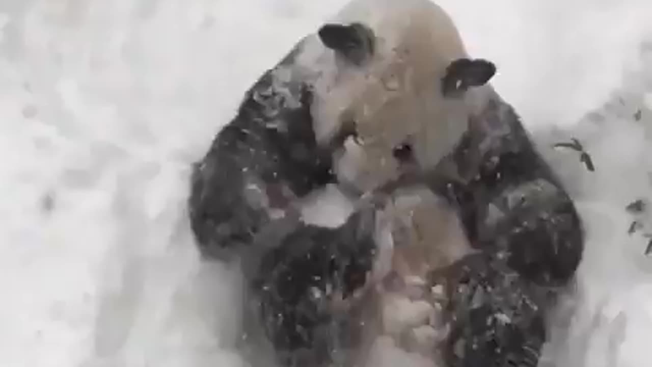 A Panda Plays in the Snow