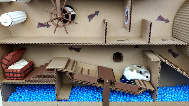 🐹Hamster and Marble Run in the awesome Ship maze for pets in real life