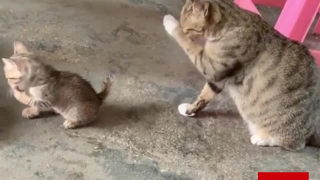 Funny cats shorts #4/ #shorts