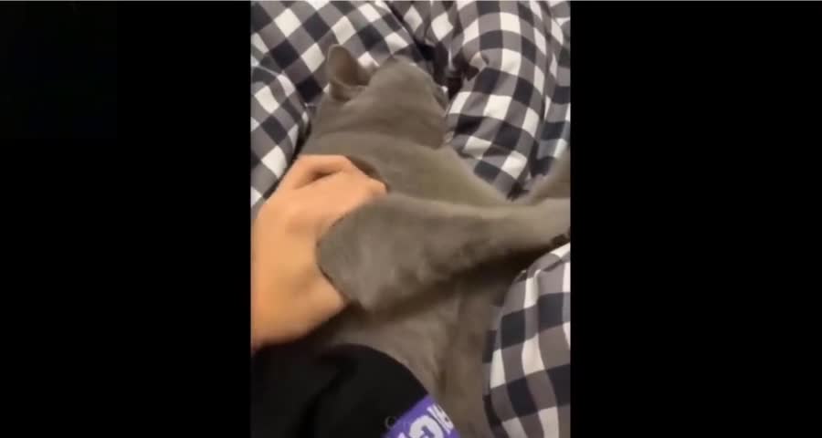 Cat Dies After Sniffing The Sock