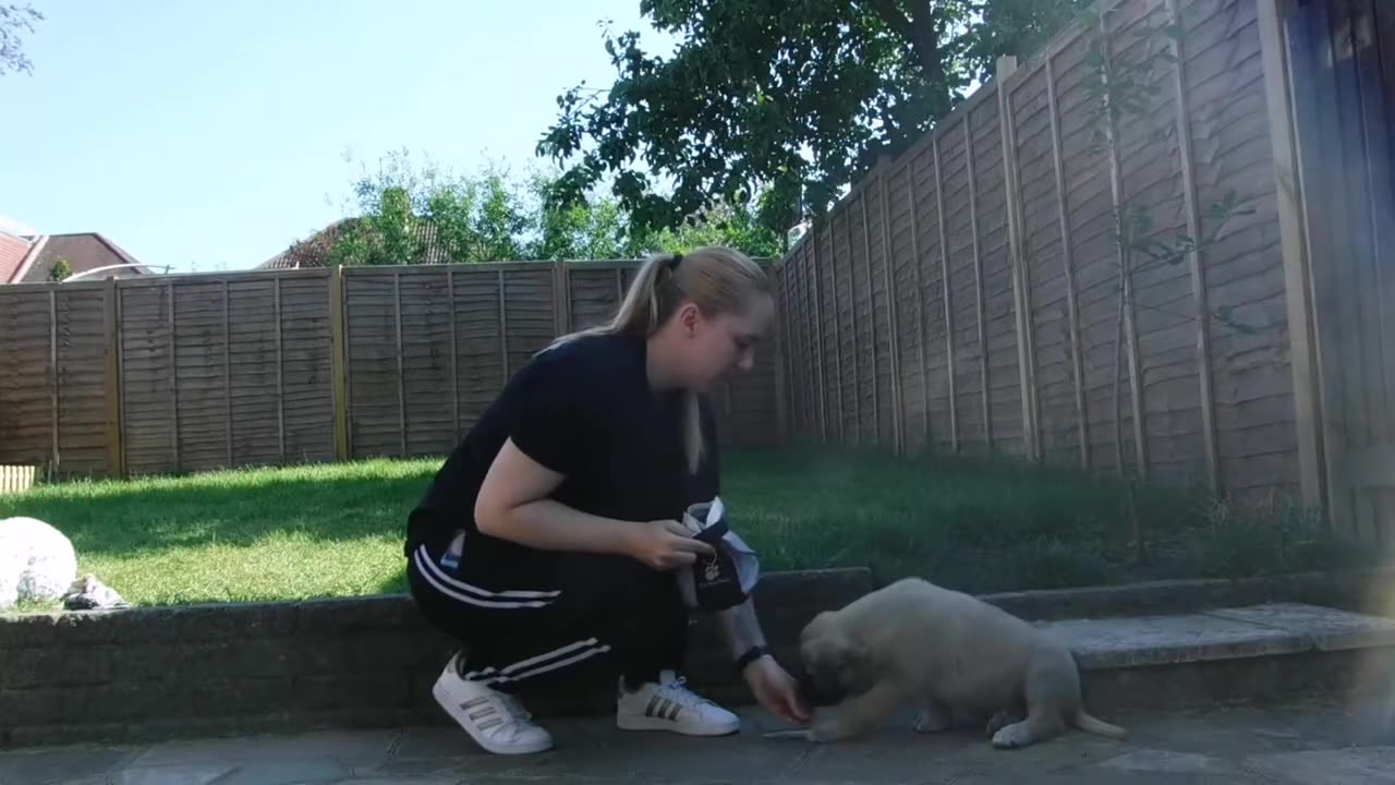 Kangal puppy - Down command dog training