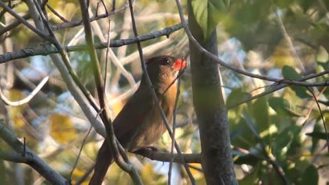 Birds 113011 female red cardinal calling mate