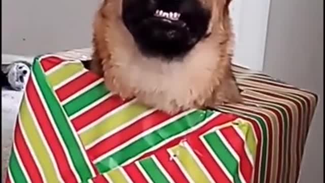 Make Your Day with Dog EP # 108 #shorts #Dogcompilation