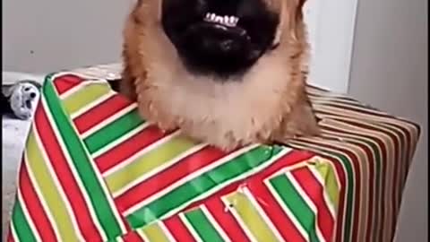 Make Your Day with Dog EP # 108 #shorts #Dogcompilation