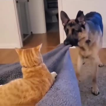 No more messing around, cat!"🤣 Funniest 🐶 Dogs and - Awesome Funny Pet Animals Life Videos 😇
