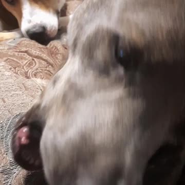 Claire Bear Has a Blast and Tucker Carlson Wonders Why!