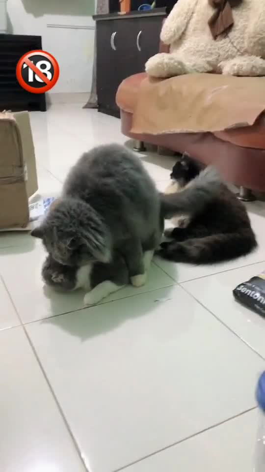 Very cute mating cats. Let's make love.