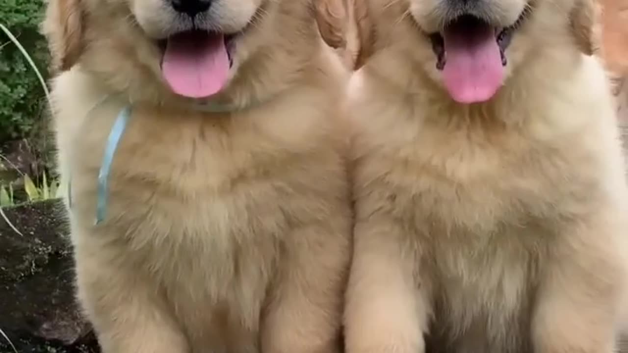 lovely dog video